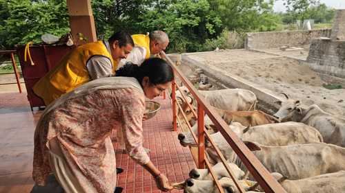 Feeding the cattle with Roti and Gud by LCB Gemini